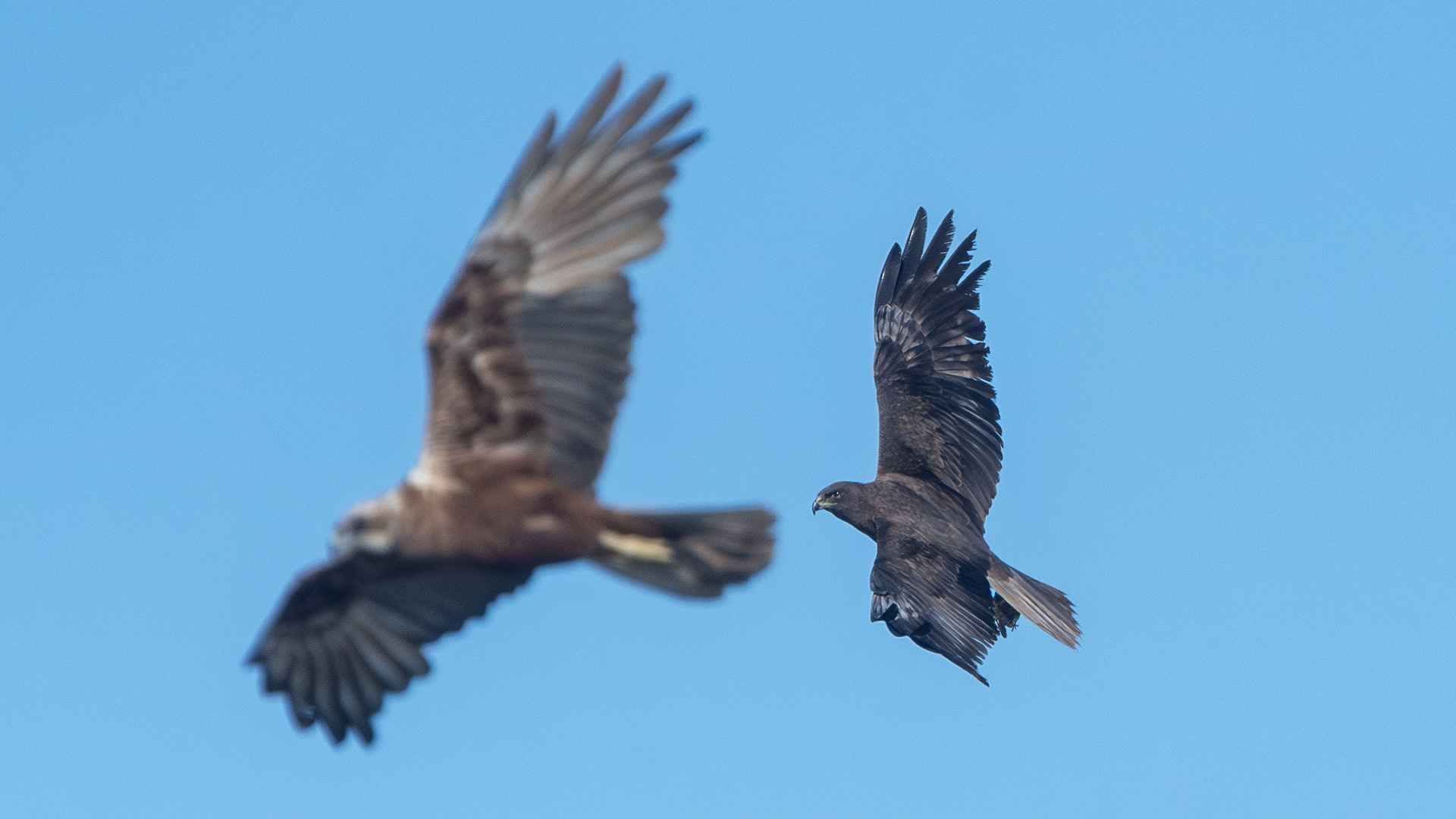 Golden Eagle